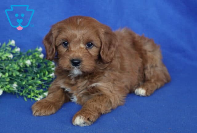 Sonny Cavapoo image