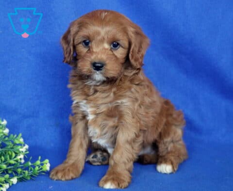 Sonny Cavapoo2