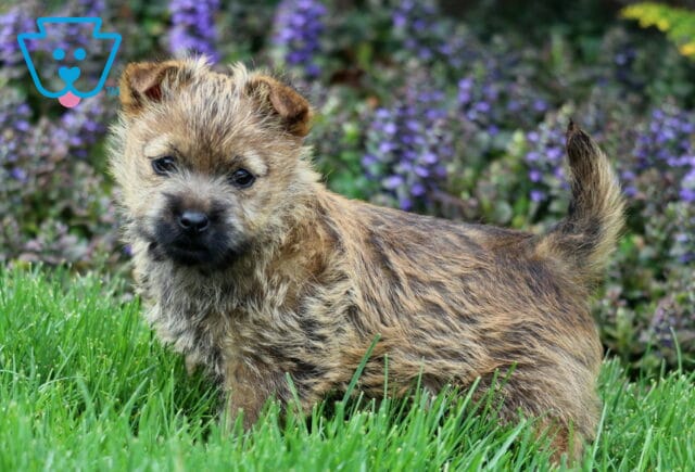 Sophia Cairn Terrier image
