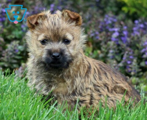Sophia Cairn Terrier2