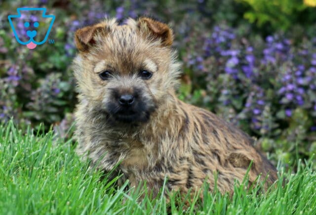 Sophia Cairn Terrier2 image