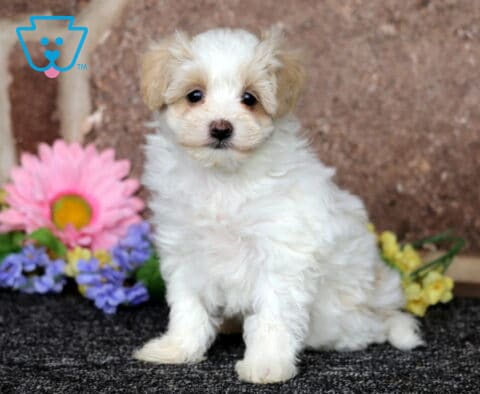 Cream and white Maltipoo puppy sitting on a dark surface beside colorful flowers, fluffy coat and sweet expression against a soft stone backdrop