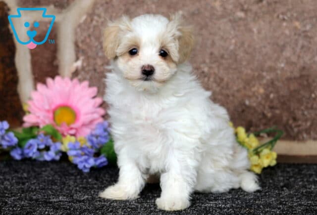 Cream and white Maltipoo puppy sitting on a dark surface beside colorful flowers, fluffy coat and sweet expression against a soft stone backdrop image