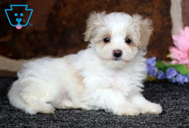Fluffy cream Maltipoo puppy lying on a dark carpet with soft tan markings, posing beside pastel flowers against a warm rustic backdrop image