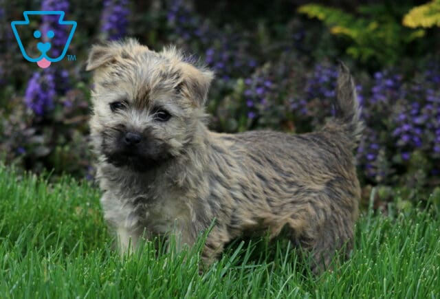 Sparkle Cairn Terrier image