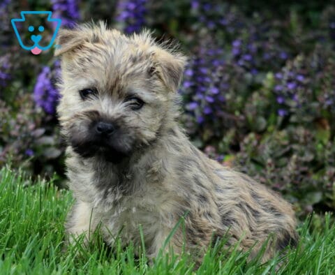 Sparkle Cairn Terrier2