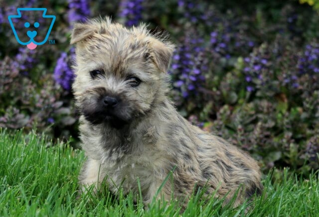 Sparkle Cairn Terrier2 image