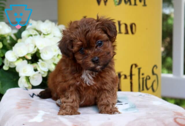 Sparky Yorkiepoo image