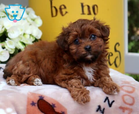 Sparky Yorkiepoo2