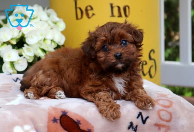 Sparky Yorkiepoo2 image