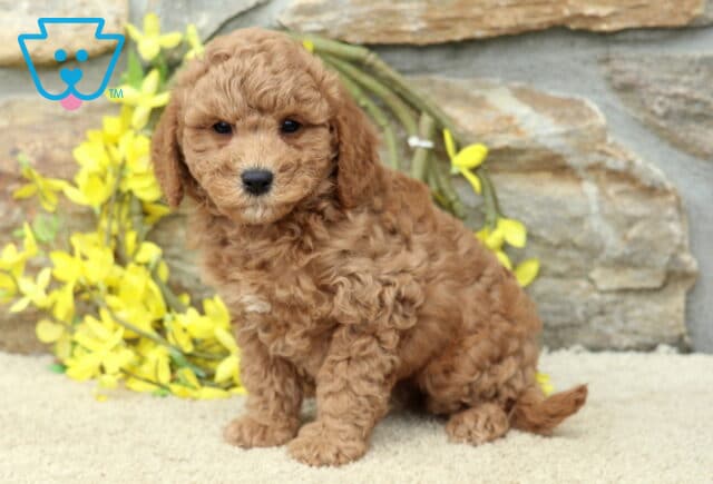 Spencer Cavapoo image