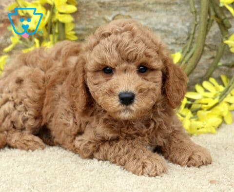 Spencer Cavapoo2