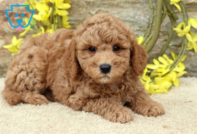Spencer Cavapoo2 image