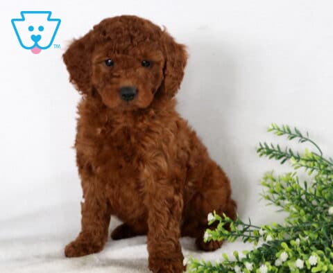 Spencer Mini Goldendoodle