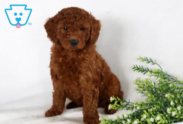 Spencer Mini Goldendoodle image