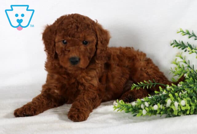 Spencer Mini Goldendoodle2 image