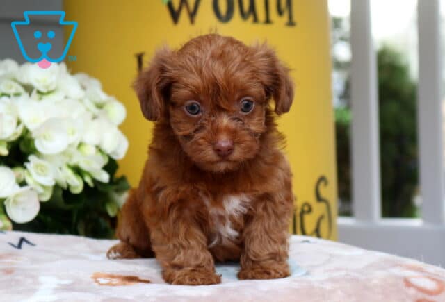 Spice Yorkiepoo image