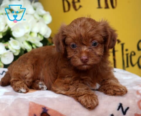 Spice Yorkiepoo2