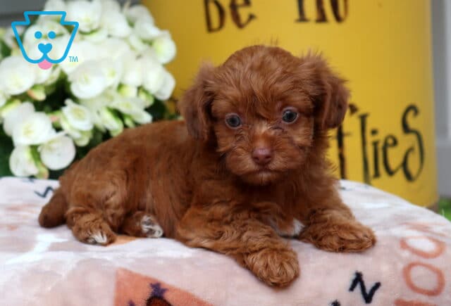 Spice Yorkiepoo2 image