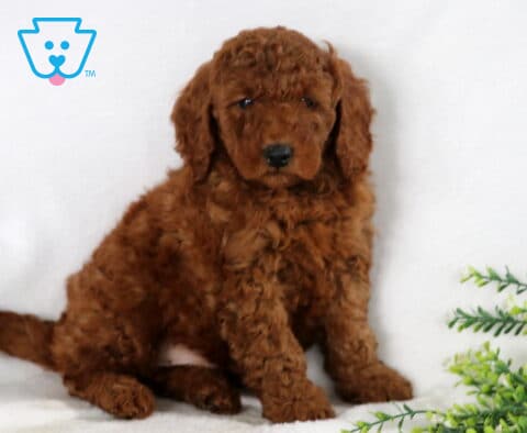 Spike Mini Goldendoodle