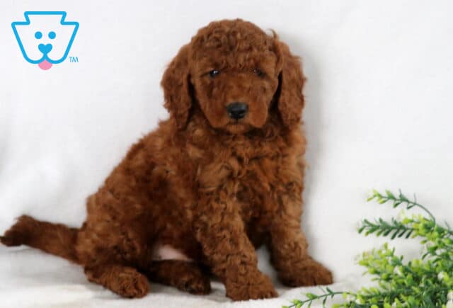Spike Mini Goldendoodle image