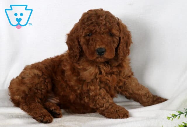 Spike Mini Goldendoodle2 image