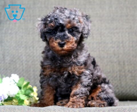 Sport Mini Poodle