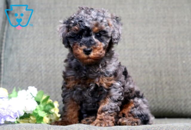 Sport Mini Poodle image