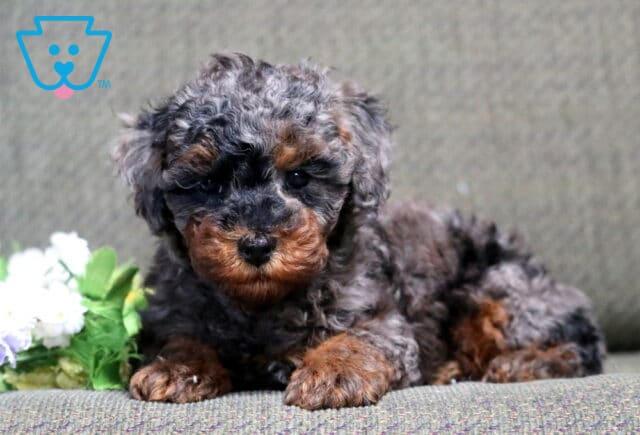 Sport Mini Poodle2 image