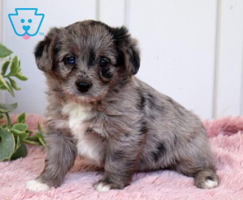 Adorable merle Corgipoo puppy with fluffy gray and black coat sitting on a soft pink blanket next to a green leafy plant, looking curiously toward the camera