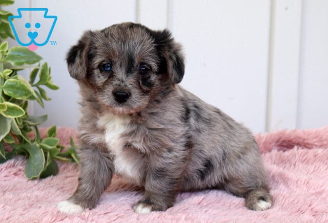Adorable merle Corgipoo puppy with fluffy gray and black coat sitting on a soft pink blanket next to a green leafy plant, looking curiously toward the camera image