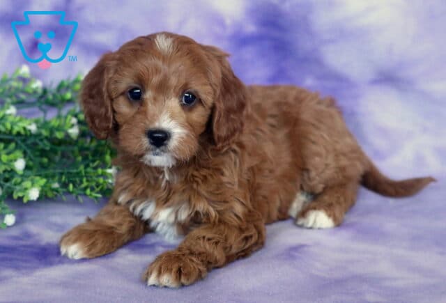 Spring Cavapoo image