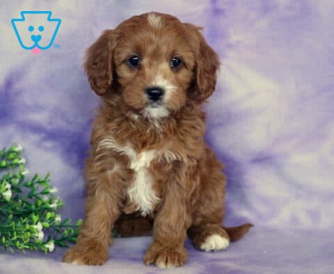 Spring Cavapoo2