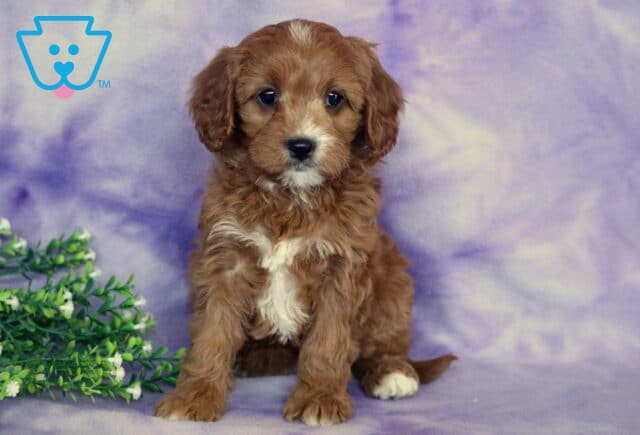 Spring Cavapoo2 image