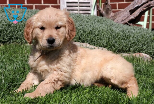 Spring Golden2 image