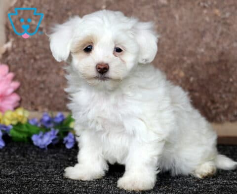 White Maltipoo puppy sitting on a dark carpet with a fluffy coat and soft tan ears, posed beside colorful flowers against a natural stone backdrop