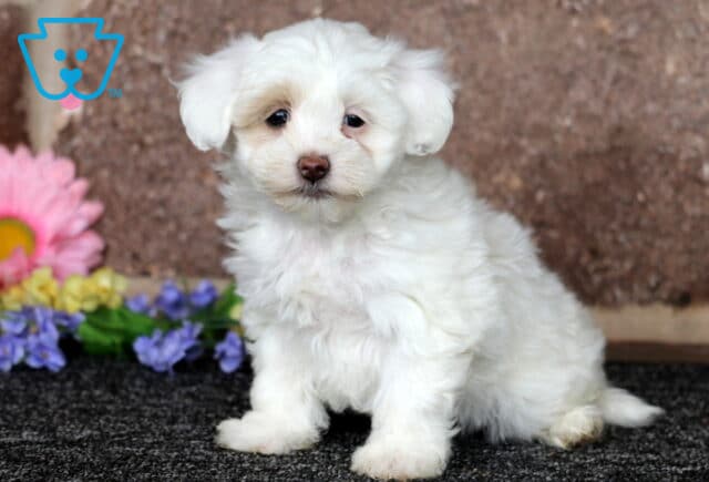 White Maltipoo puppy sitting on a dark carpet with a fluffy coat and soft tan ears, posed beside colorful flowers against a natural stone backdrop image
