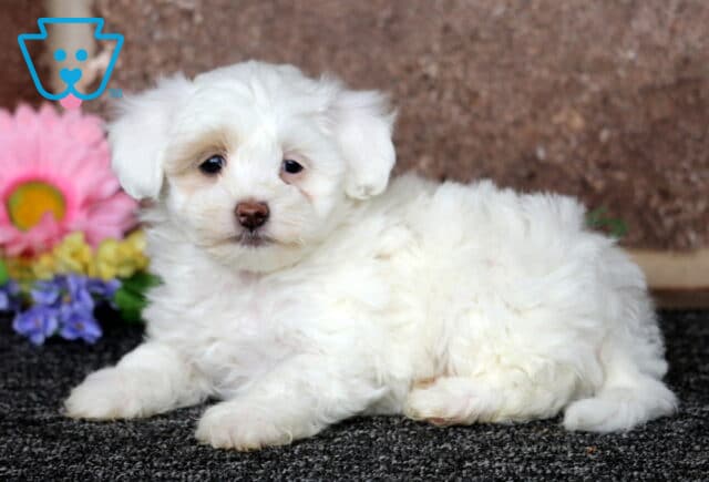 Fluffy white Maltipoo puppy lying on a dark textured carpet, soft coat and gentle expression, posed beside colorful flowers with a warm stone backdrop image