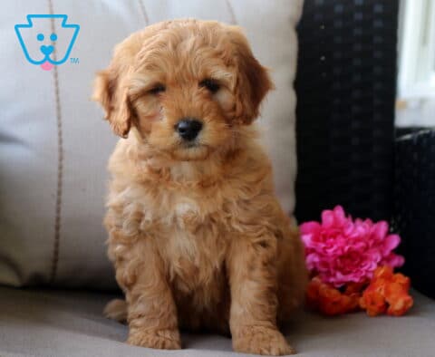 Star Mini Bernedoodle