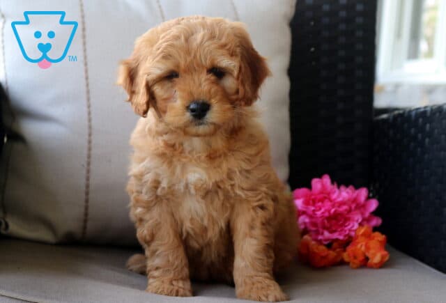 Mini Bernedoodle puppy with a soft apricot curly coat sitting on a cushioned patio chair, featuring fluffy fur and a small white chest patch, posed beside bright pink and orange flowers image