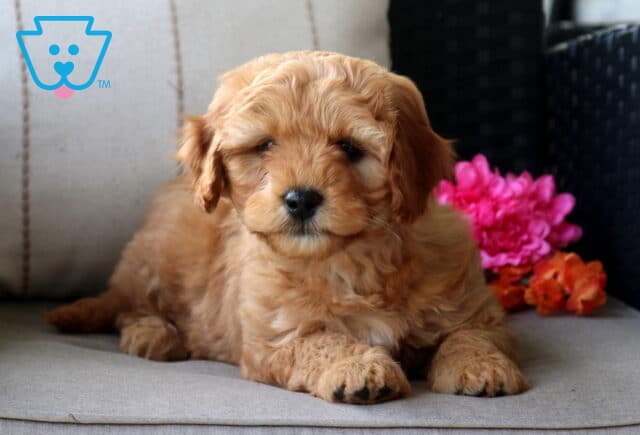 Mini Bernedoodle puppy with a warm apricot curly coat lying on a cushioned patio chair, featuring soft fluffy fur and a relaxed pose beside bright pink and orange flowers image