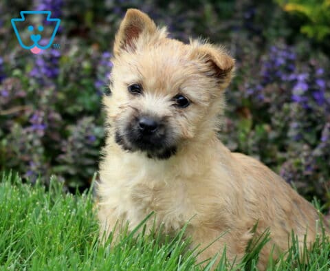 Stella Cairn Terrier