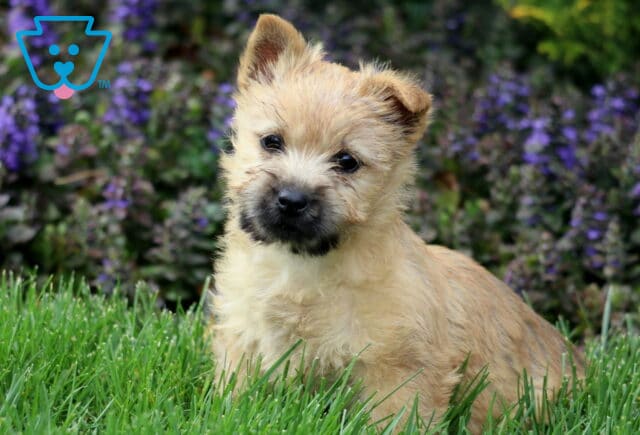 Stella Cairn Terrier image