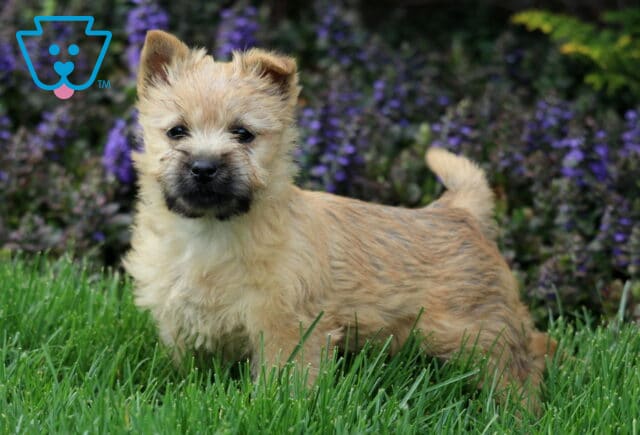Stella Cairn Terrier2 image