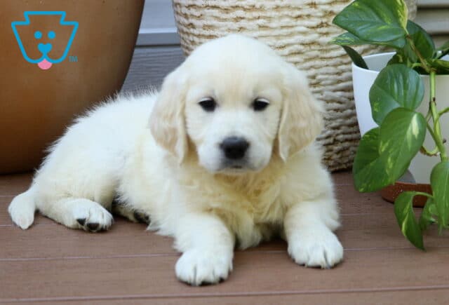 Stella Golden2 image