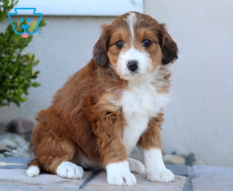 Stella Mini Aussiedoodle