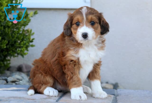 Stella Mini Aussiedoodle image