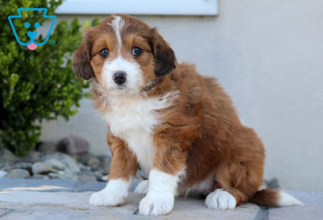 Stella Mini Aussiedoodle2 image