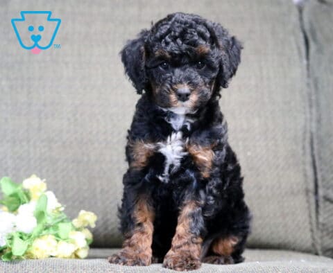 Storm Mini Poodle