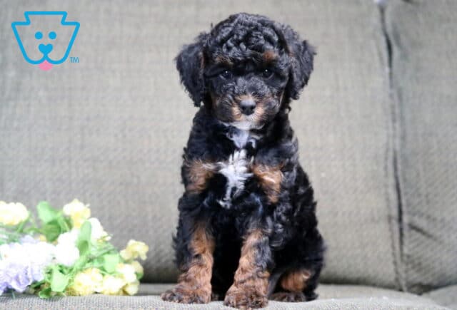 Storm Mini Poodle image